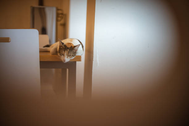 istock Stray cat lies on the table. 1647004726