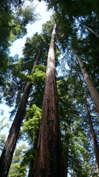 istock A tall redwood tree reaching up to the sky 1647004755