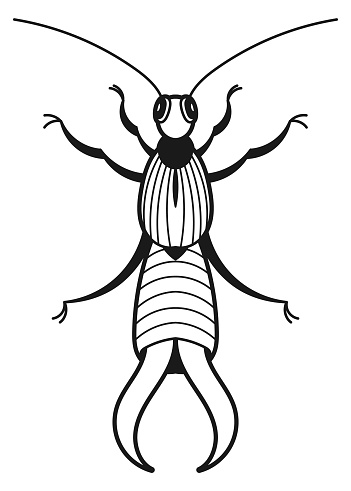 Earwig drawing. Farm pest black line icon isolated on white background