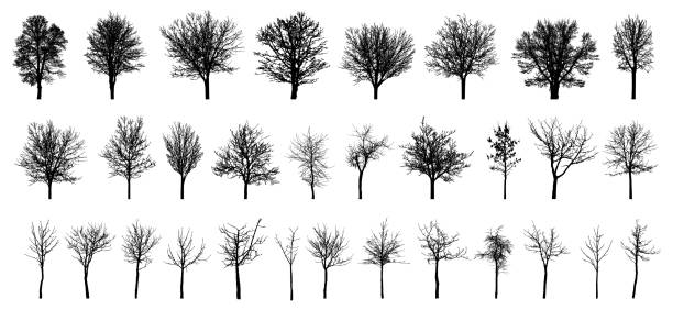 ilustraciones, imágenes clip art, dibujos animados e iconos de stock de silueta de árboles caducifolios desnudos, conjunto. hermosos árboles diferentes sin hojas.  ilustración vectorial - bare tree nature backgrounds tree trunk branch