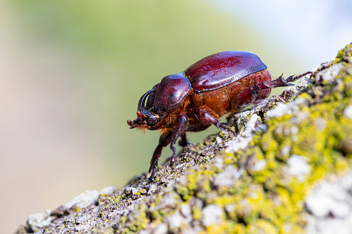 Macro photo of a dor beetle, Anoplotrupes stercorosus, macro photo.