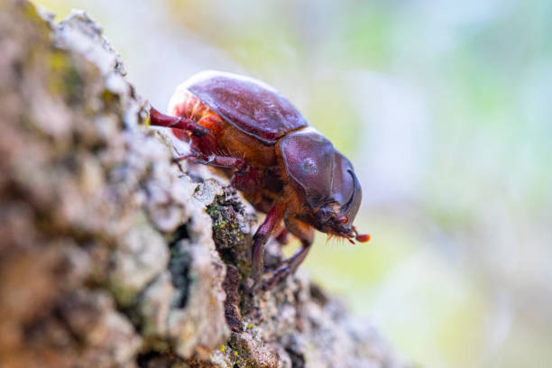 istock Phyllognathus excavatus - Catalonian forest life, male beetle 1647042521