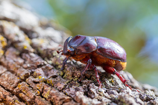 rhinoceros beetle - Phyllognathus excavatus male