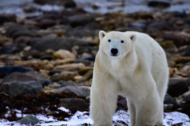 istock Portrait of a Polar Bear 1647046511