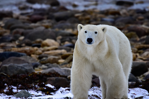 Side view of polar bear (Ursus maritimus) walking along the Hudson Bay, waiting for the bay to freeze over so it can begin it's hunt for ringed seals.\n\nTaken in Churchill, Manitoba, Canada