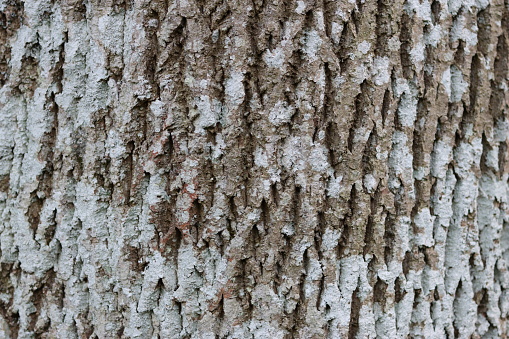 Ash tree bark covered in white lichen