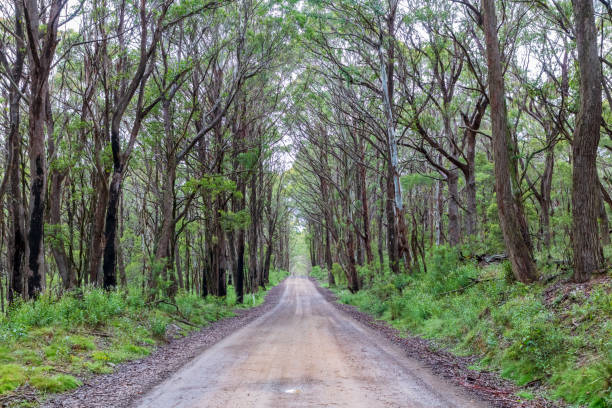 Photograph of a dirt road running through a large forest in Australia Photograph of a dirt road running through a large forest recovering from bushfire in the Central Tablelands in New South Wales in Australia bush land natural phenomenon environmental conservation stone stock pictures, royalty-free photos & images