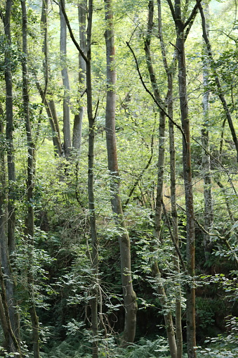 View through dense woodland foliage in summer