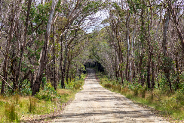 Photograph of a dirt road running through a large forest in Australia Photograph of a dirt road running through a large forest recovering from bushfire in the Central Tablelands in New South Wales in Australia bush land natural phenomenon environmental conservation stone stock pictures, royalty-free photos & images