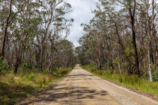 Photograph of a dirt road running through a large forest in Australia Photograph of a dirt road running through a large forest recovering from bushfire in the Central Tablelands in New South Wales in Australia bush land natural phenomenon environmental conservation stone stock pictures, royalty-free photos & images