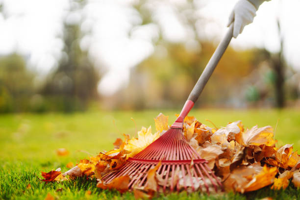istock Close-up of a rake picking up fallen leaves in autumn. 1647080098