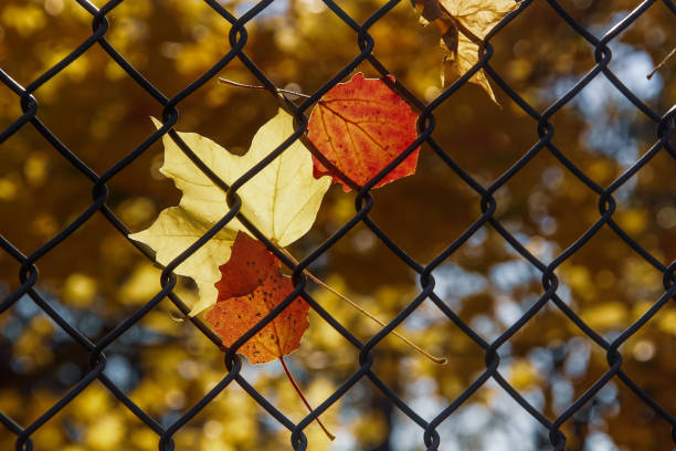 primer plano de hojas secas de arce en una cerca de alambre - chainlink fence fence leaf leaf vein fotografías e imágenes de stock