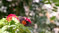 istock Butterflies in the meadow, colorful butterflies, A butterfly flapping its wings. 1647102307