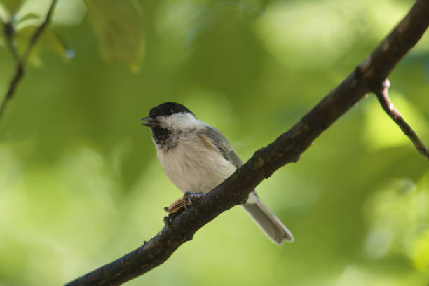 istock willow tit on the branch of tree. 1647104917