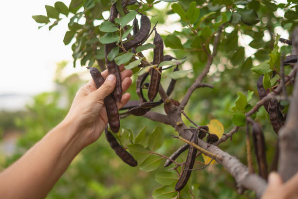 johannisbrotbohnen auf dem bauernhof abholen. - carob bean stock-fotos und bilder