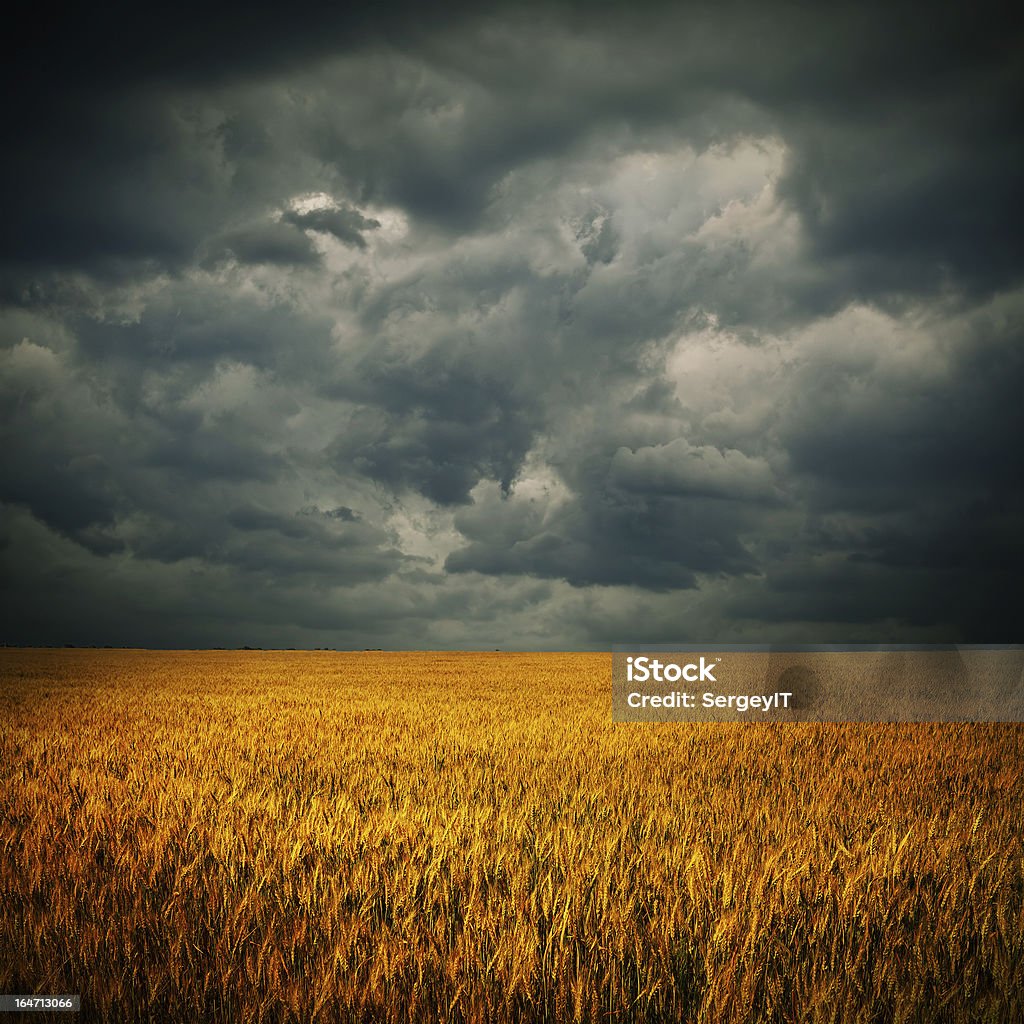 暗い雲を小麦のフィールド - Horizonのロイヤリティフリーストックフォト
