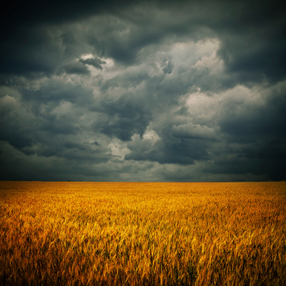Dark stormy clouds over wheat field. Square panorama from two photos