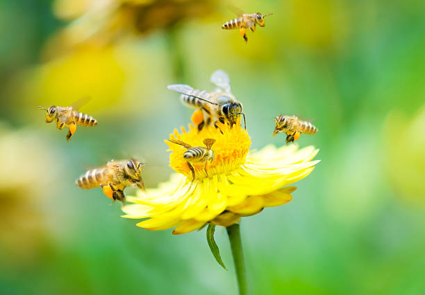 istock Group of bees on a flower 164713067