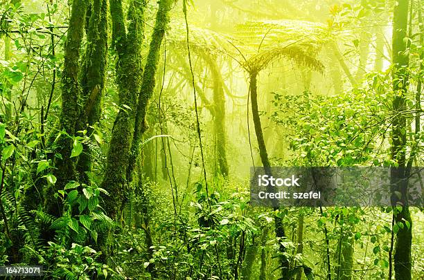 Nebligen Tropischen Grünen Regenwald Mossy Stockfoto und mehr Bilder von Asien - Asien, Baum, Blatt - Pflanzenbestandteile
