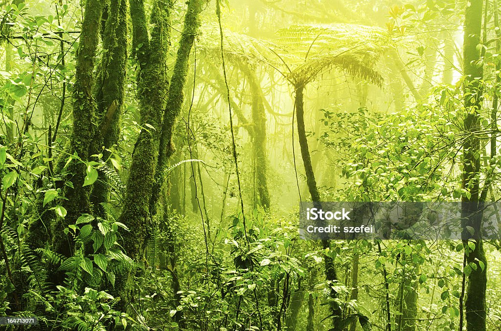 Misty tropical eram verde Floresta pluvial - Royalty-free Ao Ar Livre Foto de stock