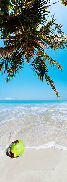 Plage tropicale - Photo