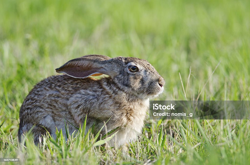 Coniglietto intenso - Foto stock royalty-free di Composizione orizzontale