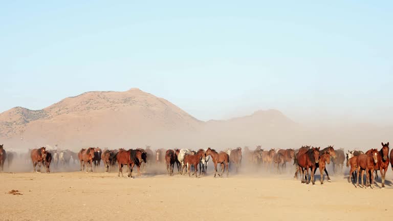 wild horses moving at the wide area