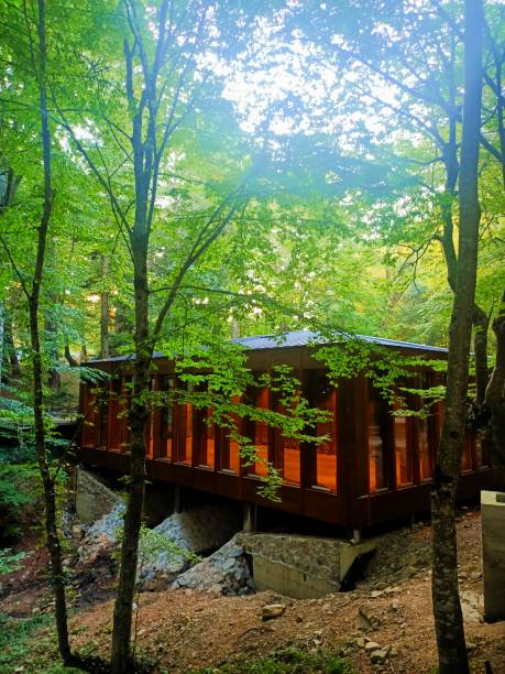 istock Religion - mosque in the forest 1647145275
