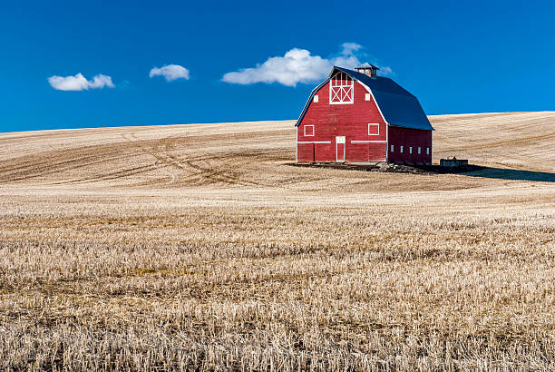 istock Red barn blue sky and wheat stuble field 164718503