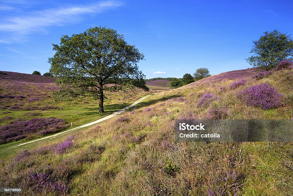 heather en hills - Foto de stock de Aire libre libre de derechos