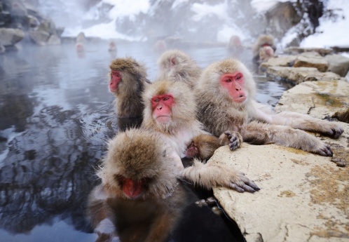 Japanese Snow Monkeys in Yudanaka, Nagano, Japan.