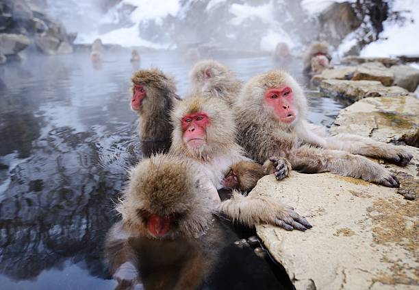 macacos japoneses neve - fonte térmica imagens e fotografias de stock