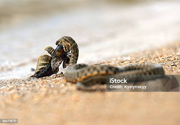 Photo libre de droit de Serpent Deau banque d'images et plus d'images libres de droit de Animaux à l'état sauvage - Animaux à l'état sauvage, Chasser, Faune sauvage