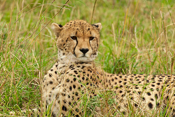 istock Cheetah in the Savannah 164718891