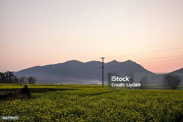 Feld Von Vergewaltigung Blumen Frühling Morgen Szene China Stockfoto und mehr Bilder von Berg