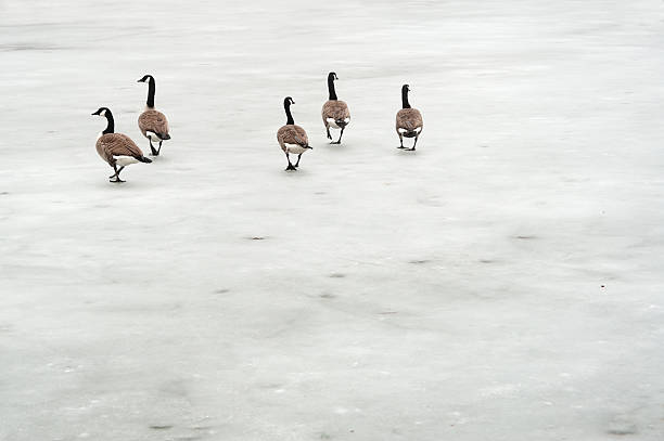 canada geese on ice stock photo