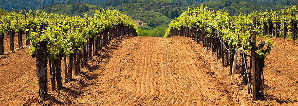 istock Dry Creek Valley Vineyards 164721600