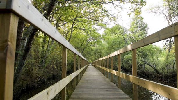 istock Wooden pathway in Lagoas de Bertiandos 1647216376
