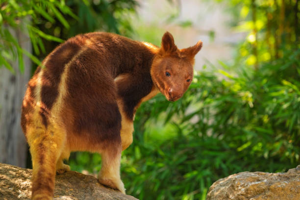 istock Goodfellow Tree Kangaroo, dendrolagus goodfellowi buergersi 1647216382