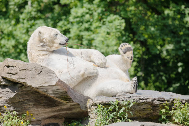 istock Funny polar bear. Polar bear sitting in a funny pose. 1647216383