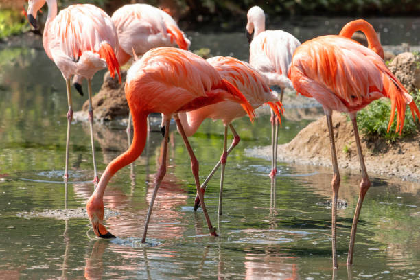 istock flamingos walking in water with green grasses background. 1647217404