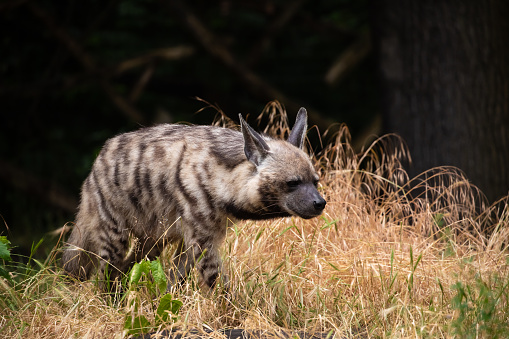 adult Striped Hyena (Hyaena hyaena) standing. blurred natural animal background . Wild carrion predator in zoo Berlin.