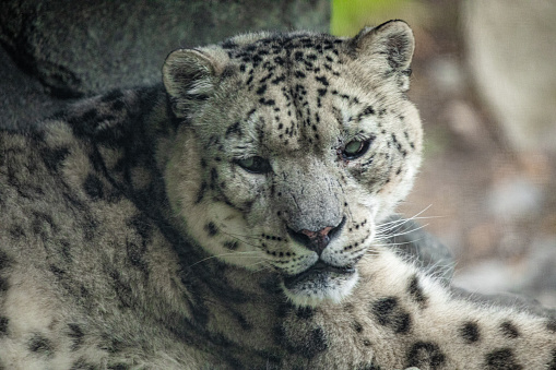 Big white Snow leopard lies with piercing yellow eyes closeup. Nature wild cat background.