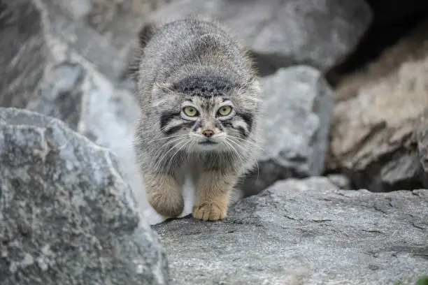 Pallas's cat Manul Otocolobus manul cute wild gray cat from Asia. Wildlife scene nature. sitting on stone hocky mountain habitat. Natural background.