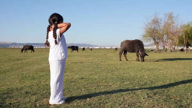little girl watching grazing water buffalos at the green field