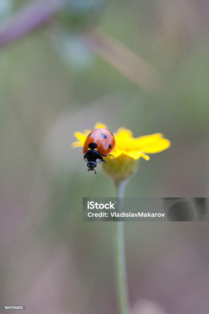 Ladybird на цветок - Стоковые фото Без людей роялти-фри