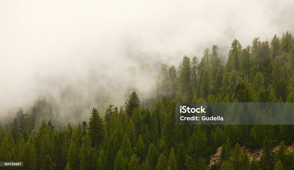 Bosque de niebla - Foto de stock de Alpes Europeos libre de derechos