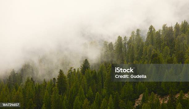 Foto de Foggy Floresta e mais fotos de stock de Alpes europeus - Alpes europeus, Bosque - Floresta, Cena Não-urbana