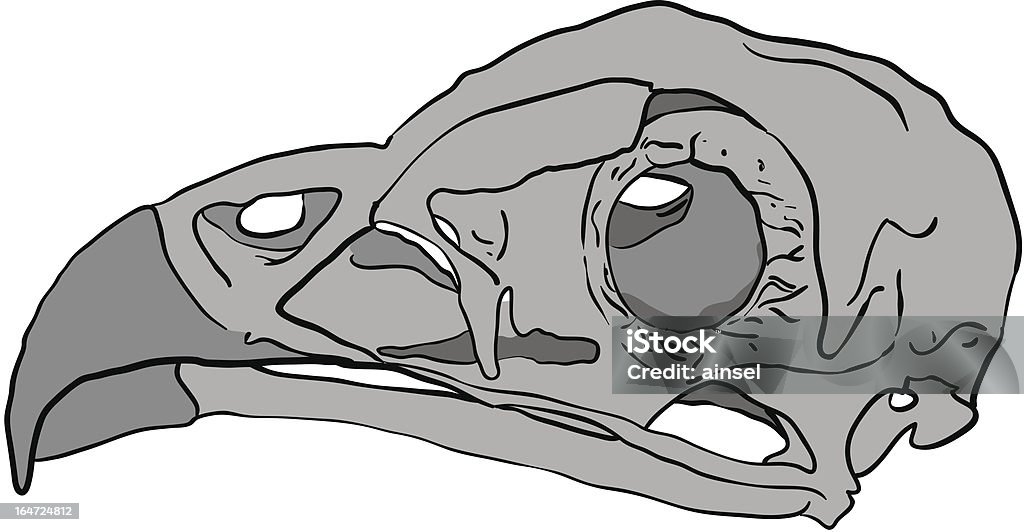 Птица виде черепа - Векторная графика Анатомия роялти-фри