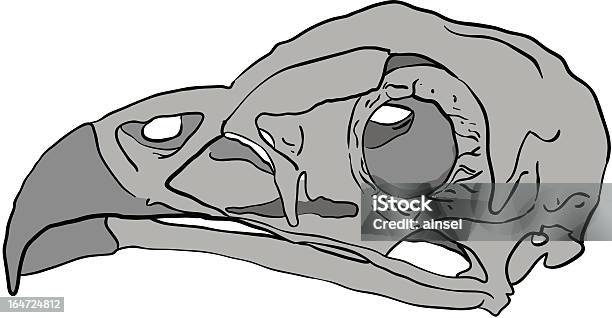 Птица Виде Черепа — стоковая векторная графика и другие изображения на тему Анатомия - Анатомия, Векторная графика, Голова животного